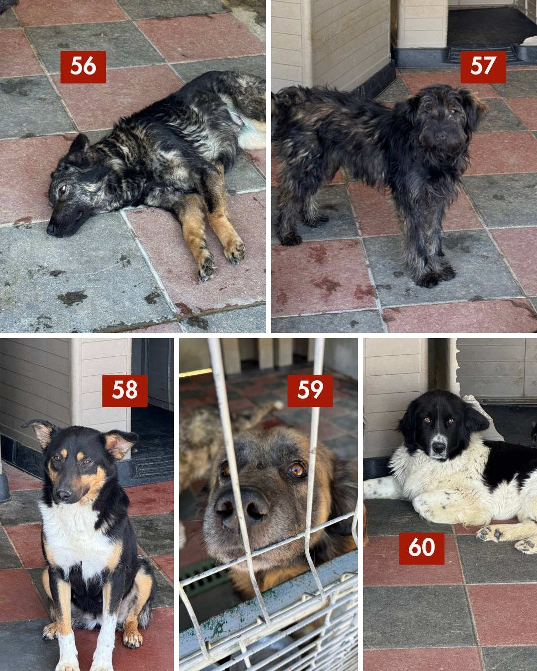 65-Hunde-retten-aus-Toetungsstation-Hunderettung-Europa2