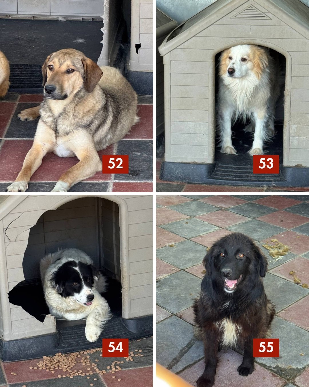 65-Hunde-retten-aus-Toetungsstation-Hunderettung-Europa3
