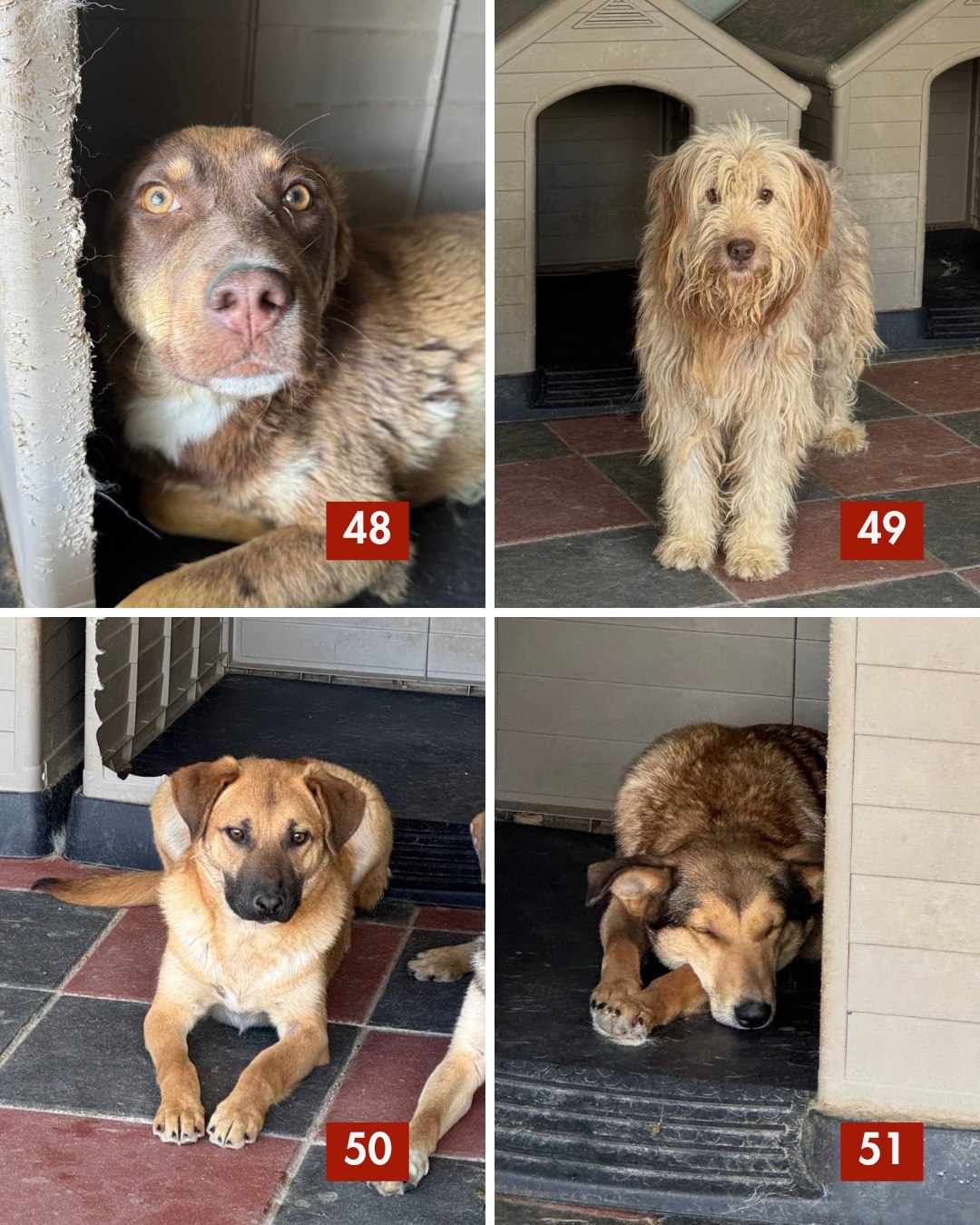 65-Hunde-retten-aus-Toetungsstation-Hunderettung-Europa4