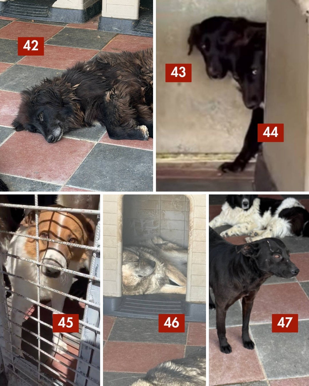 65-Hunde-retten-aus-Toetungsstation-Hunderettung-Europa5