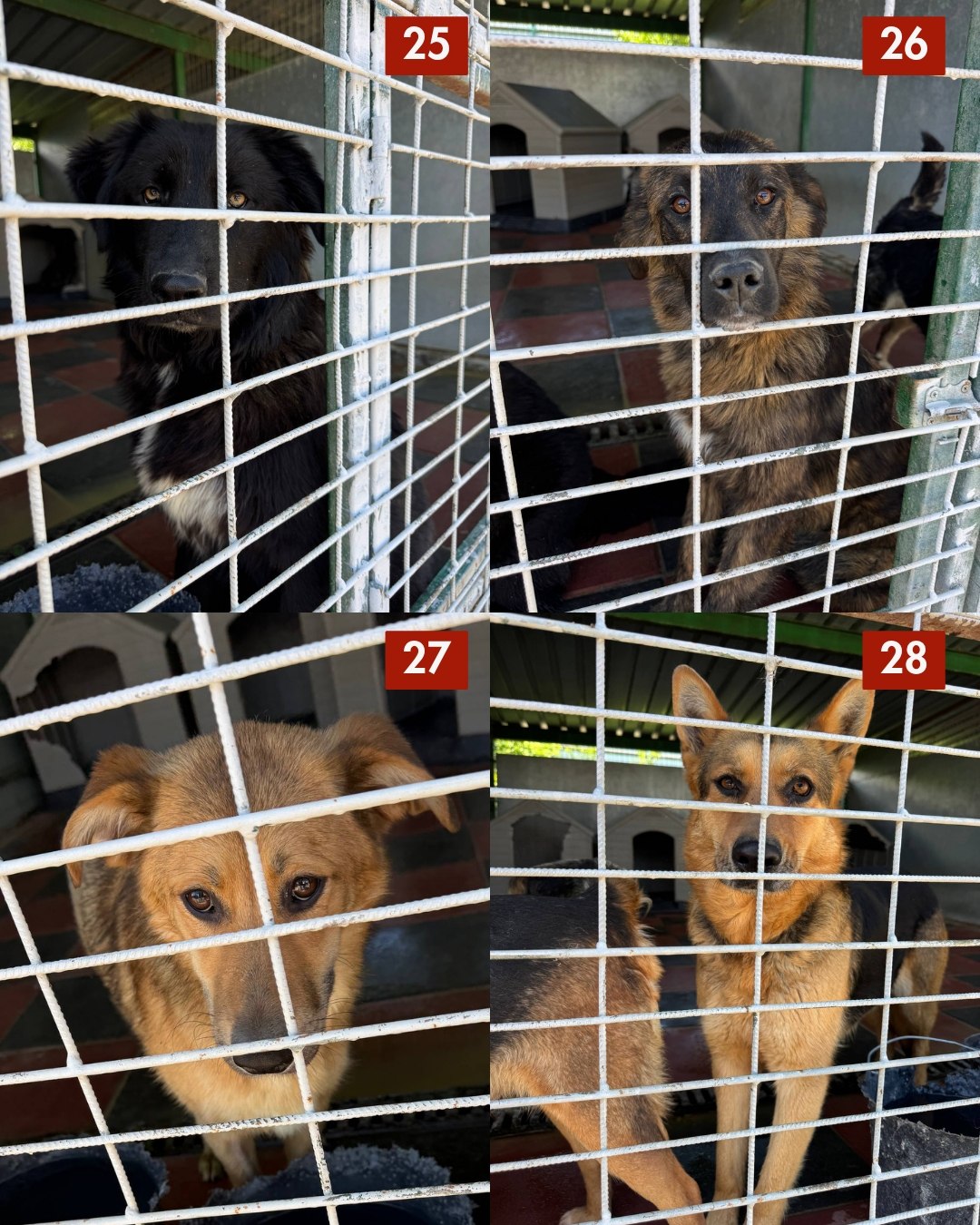 65-Hunde-retten-aus-Toetungsstation-Hunderettung-Europa6