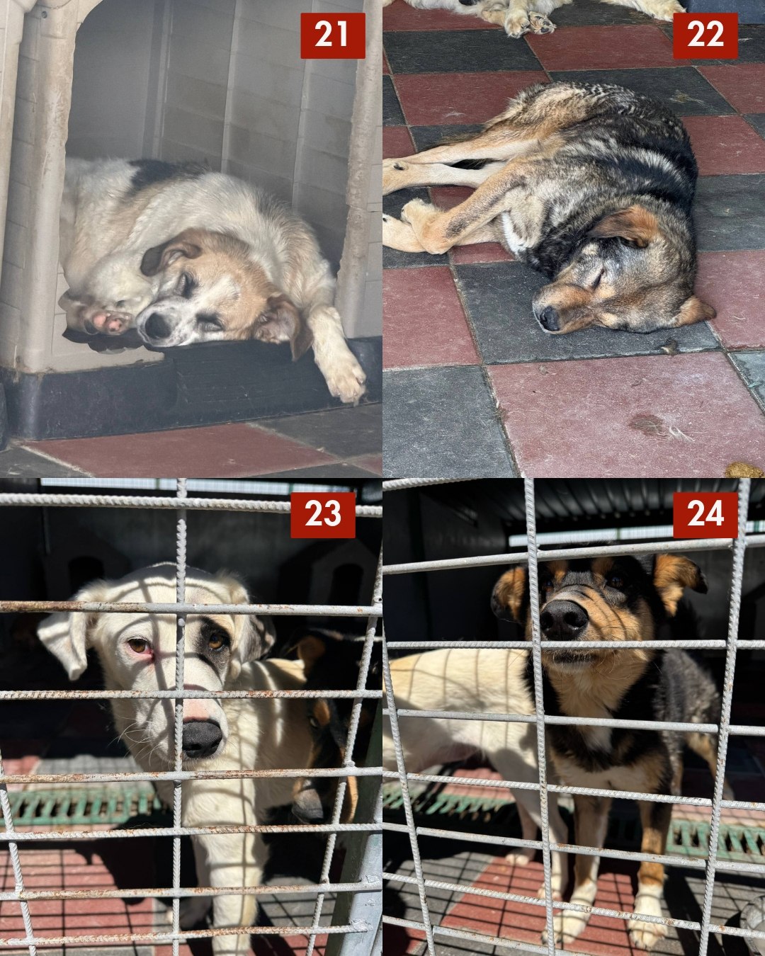 65-Hunde-retten-aus-Toetungsstation-Hunderettung-Europa7