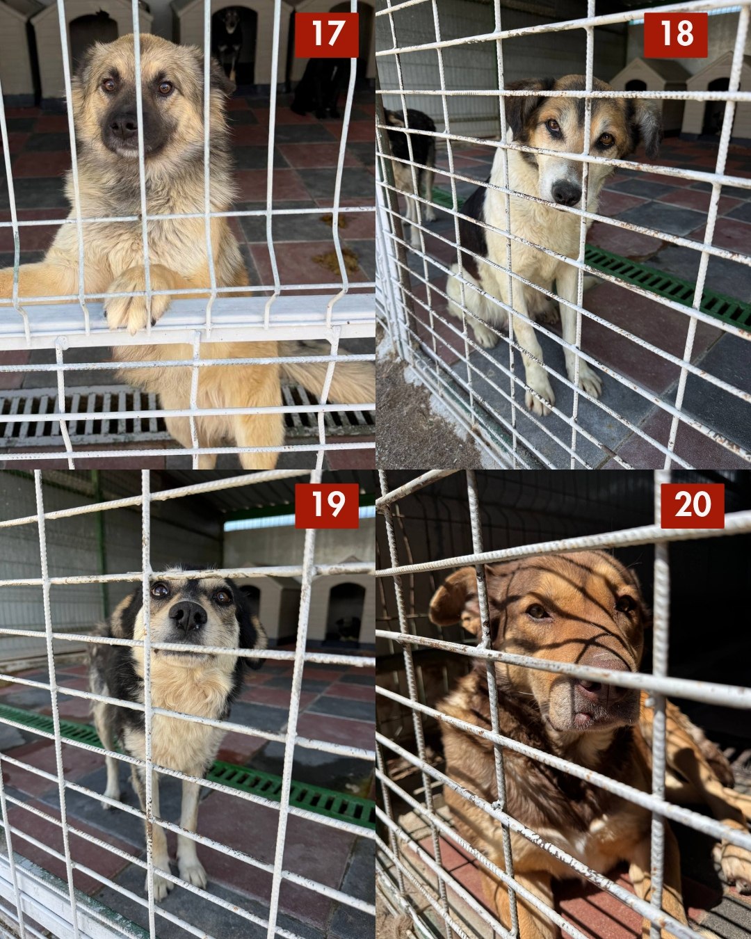 65-Hunde-retten-aus-Toetungsstation-Hunderettung-Europa8