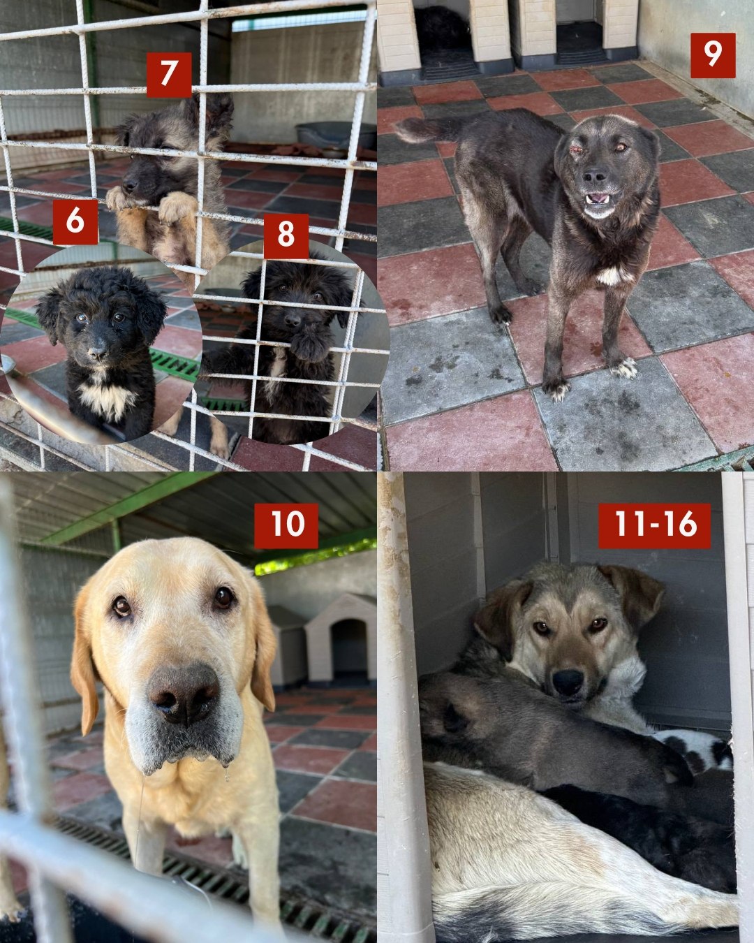 65-Hunde-retten-aus-Toetungsstation-Hunderettung-Europa9