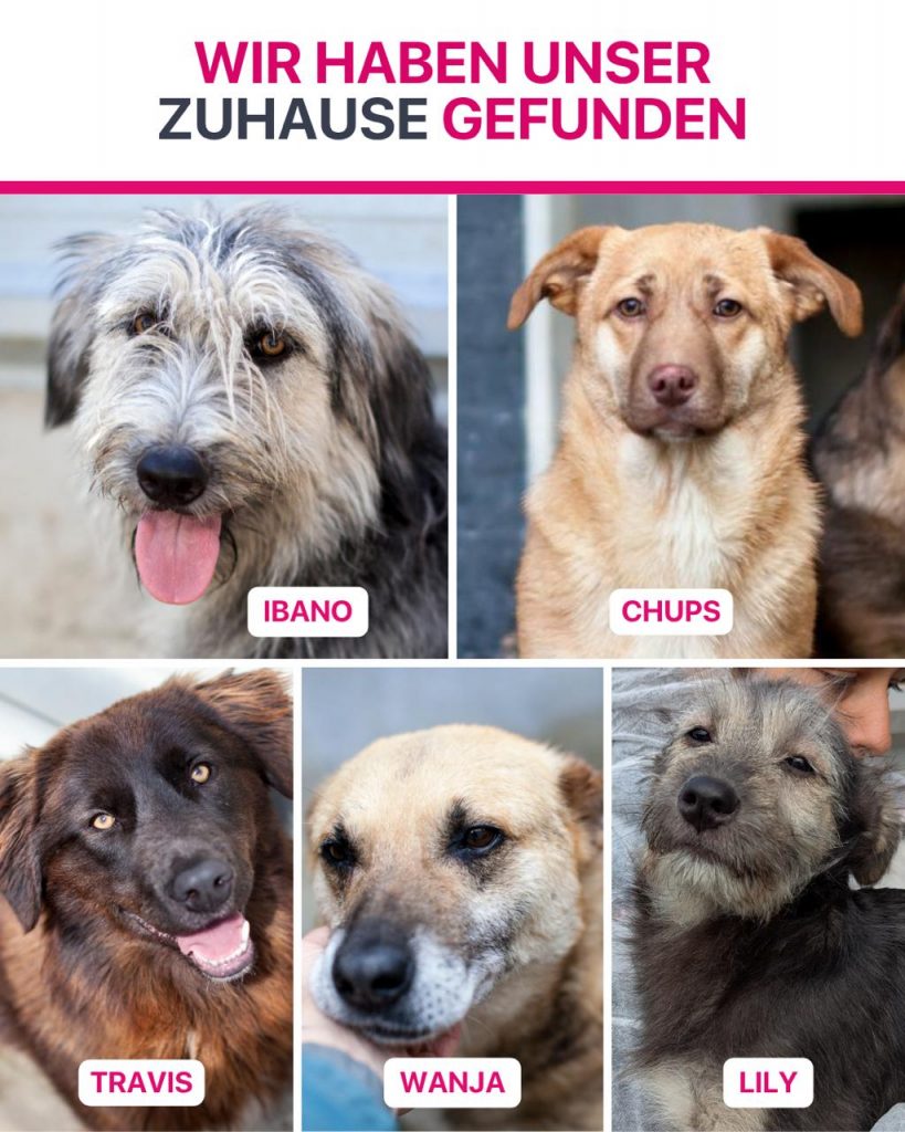Ausreise-Rueckblick-Mai-08-2026-Hunderettung-Europa