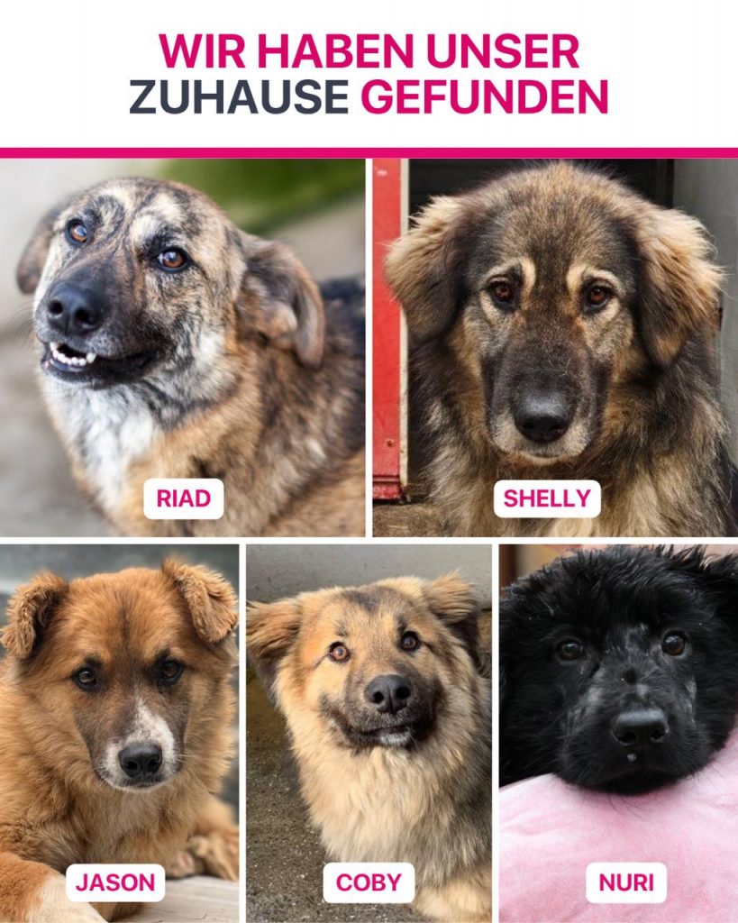 Ausreise-Rueckblick-Mai-09-2026-Hunderettung-Europa