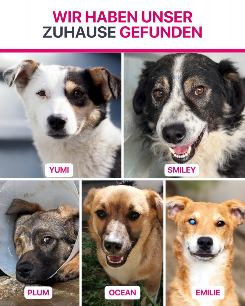 Ausreise-Rueckblick-Mai-10-2026-Hunderettung-Europa