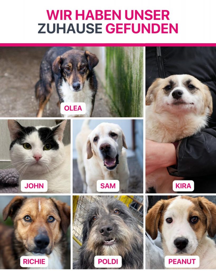 Ausreise-Rueckblick-Mai-12-2026-Hunderettung-Europa