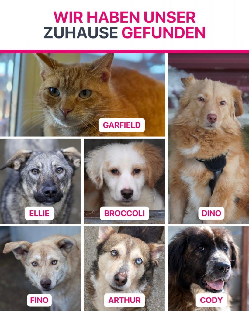 Ausreise-Rueckblick-Mai-13-2026-Hunderettung-Europa