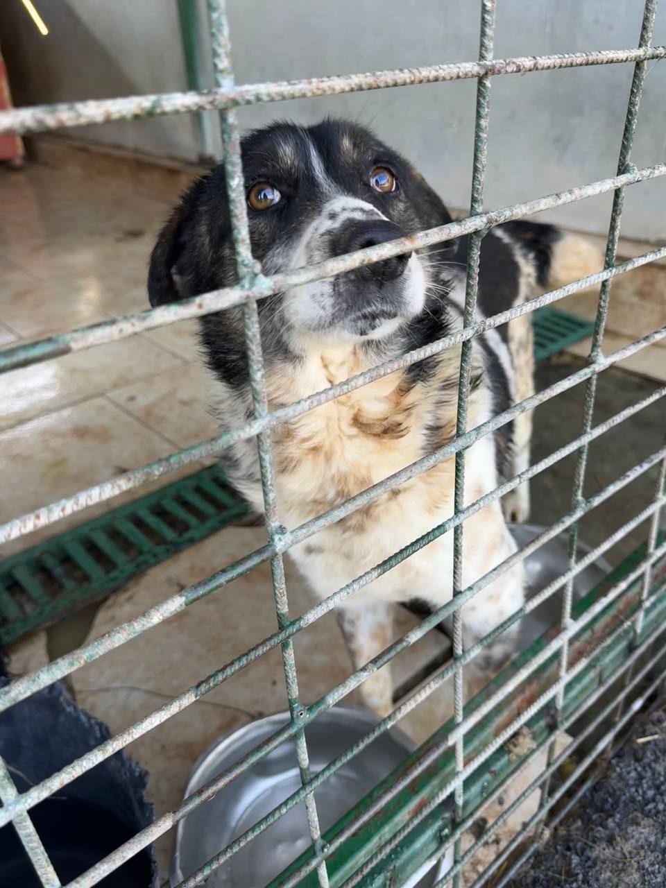 Schwarz weißer Hund in Tötungsstation