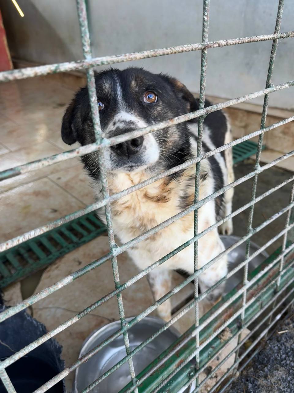 Schwarz weißer Hund in Tötungsstation