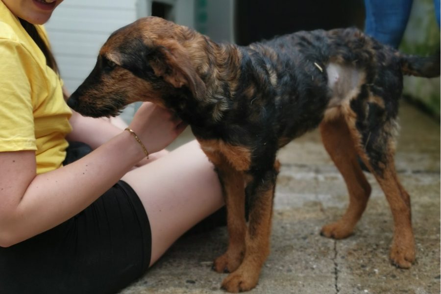 Hund mit schwarz-braunem Fell wird von einer Helferin gestreichelt.