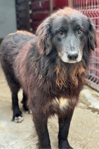 Floofer steht schräg zur Kamera und schaut nach vorne