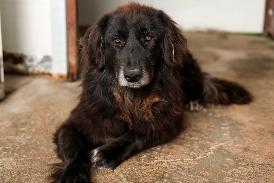 Floofer liegt im Zwinger