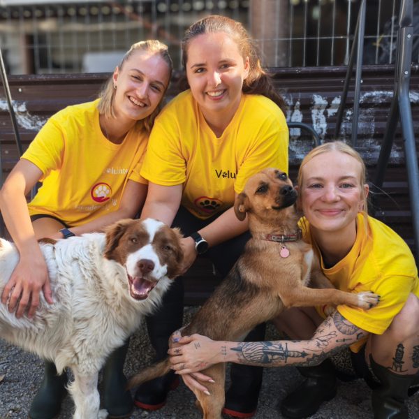 Drei weibliche Personen in gelben T-Shirts und zwei Hunde im Tierheim in Rumänien