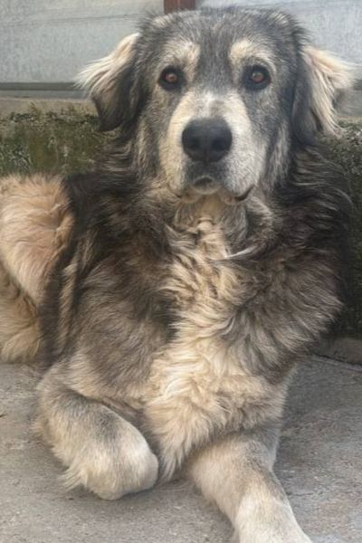 Herdenschutzhund Moon liegt entspannt auf dem Boden
