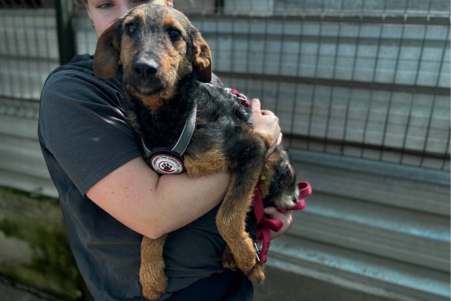 Hund mit schwarz-braunem Fell wirf hochgehoben.