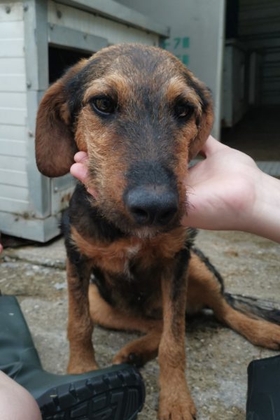 Hund mit schwarz-braunem Fell schaut in die Kamera.