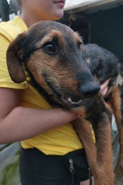 Hund mit schwarz-braunem Fell wirf hochgehoben.