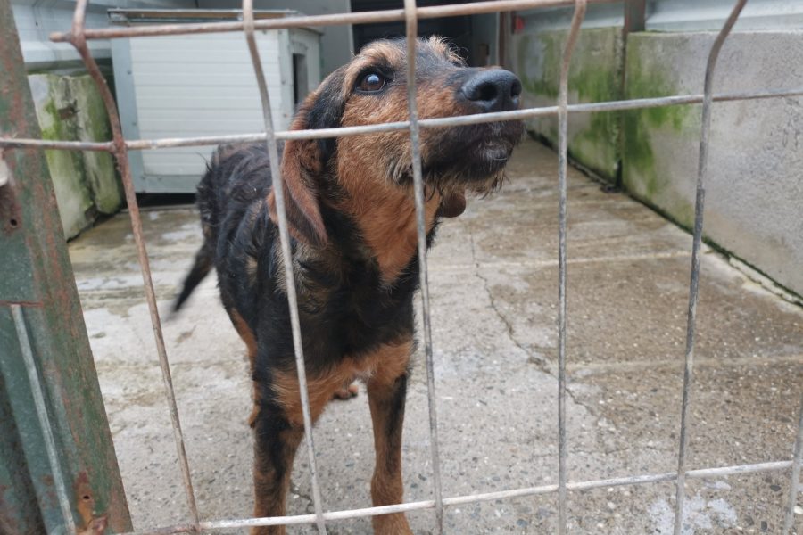 Hund mit schwarz-braunem Fell befindet sich im Zwinger und schaut hoch zur Kamera.