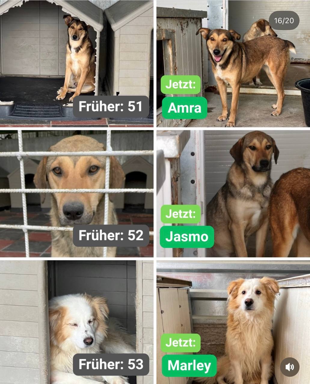 Hunde-gerettet-Toetungsstation-Rumaenien-Juni-2026-Hunderettung-Europa11