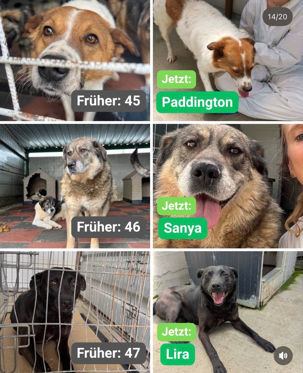 Hunde-gerettet-Toetungsstation-Rumaenien-Juni-2026-Hunderettung-Europa13