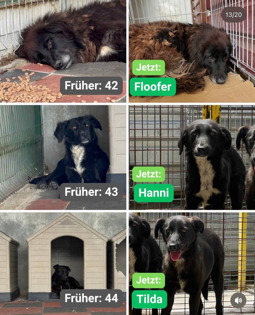 Hunde-gerettet-Toetungsstation-Rumaenien-Juni-2026-Hunderettung-Europa14