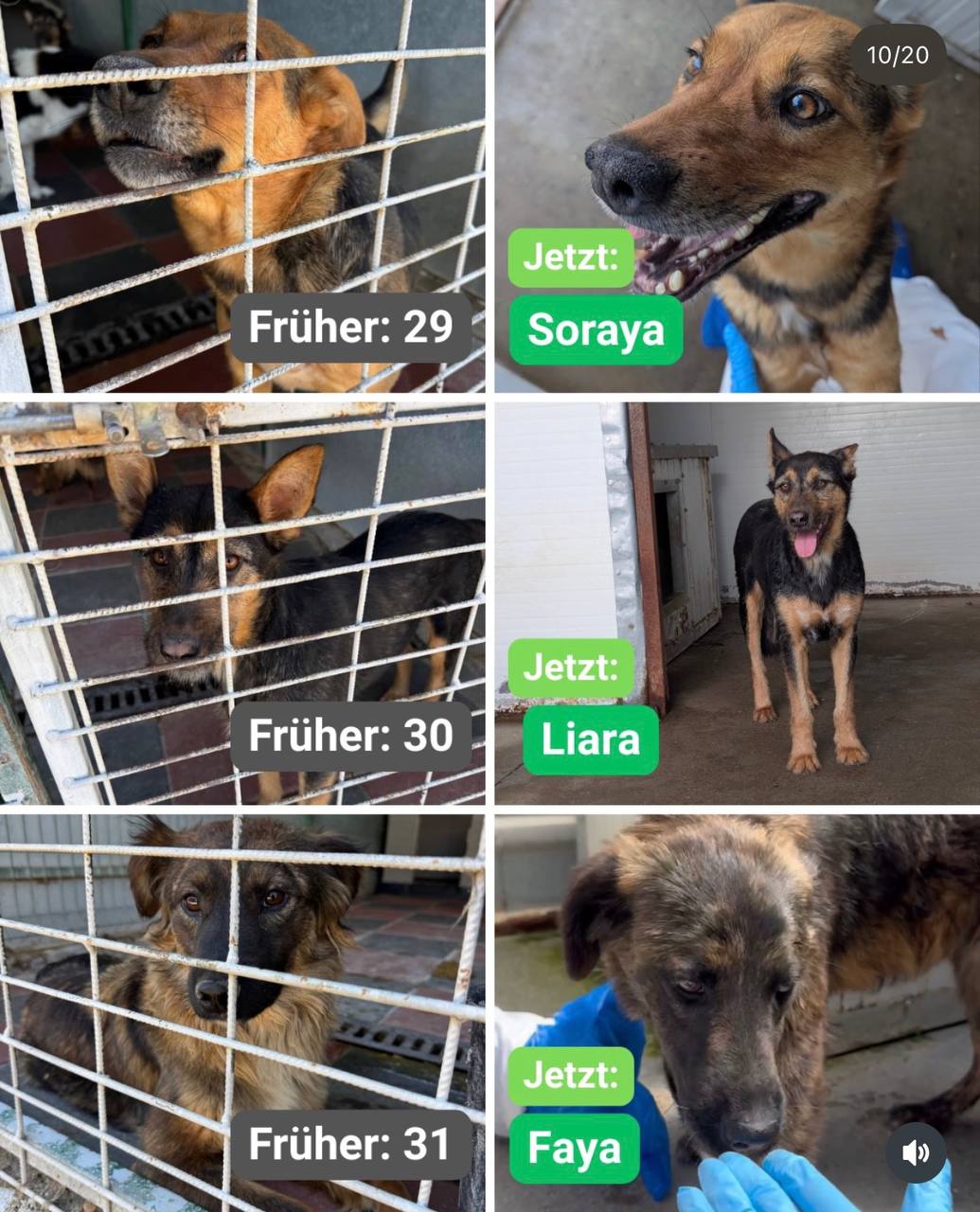 Hunde-gerettet-Toetungsstation-Rumaenien-Juni-2026-Hunderettung-Europa15