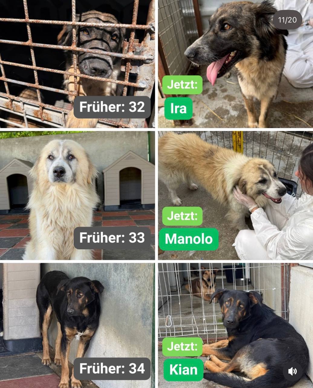 Hunde-gerettet-Toetungsstation-Rumaenien-Juni-2026-Hunderettung-Europa16