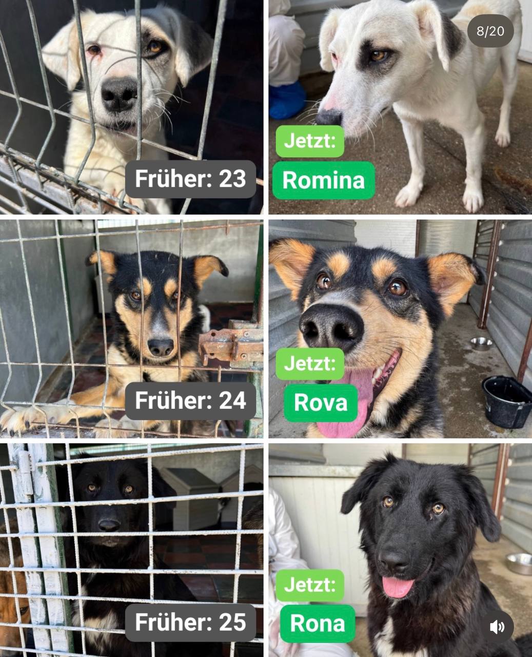Hunde-gerettet-Toetungsstation-Rumaenien-Juni-2026-Hunderettung-Europa17