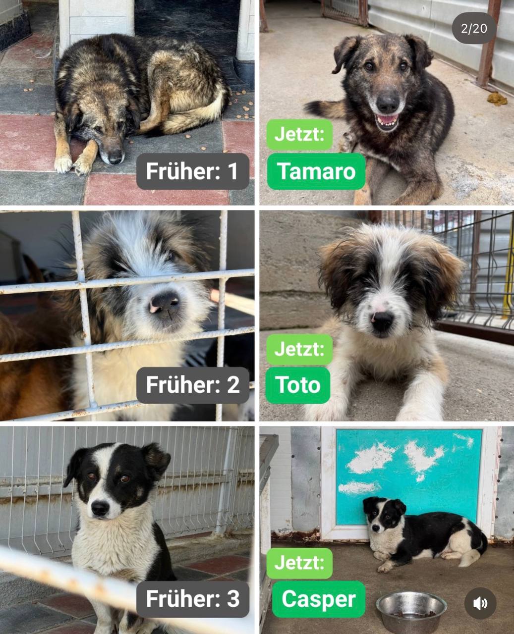 Hunde-gerettet-Toetungsstation-Rumaenien-Juni-2026-Hunderettung-Europa2