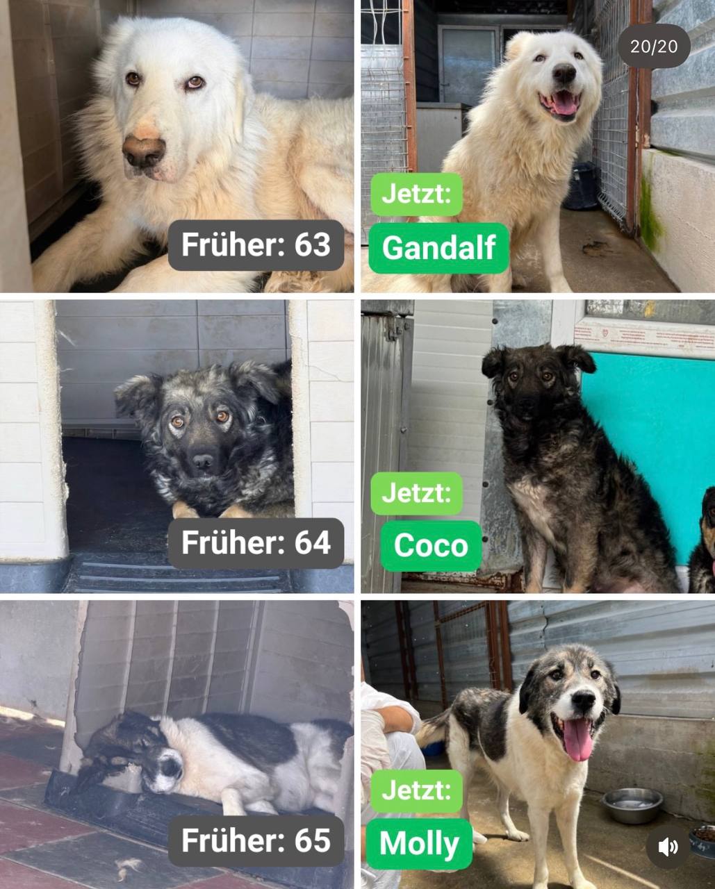 Hunde-gerettet-Toetungsstation-Rumaenien-Juni-2026-Hunderettung-Europa5