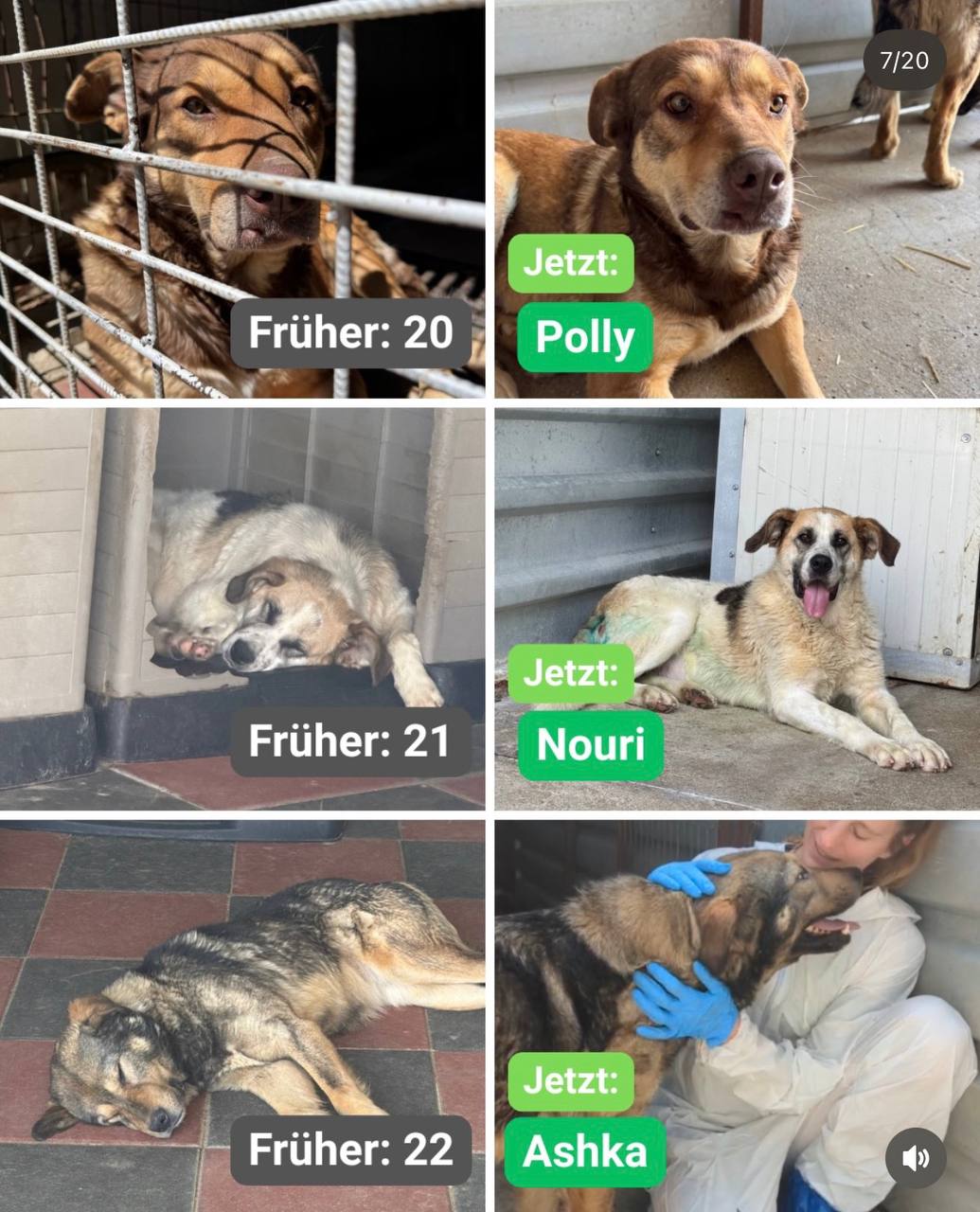 Hunde-gerettet-Toetungsstation-Rumaenien-Juni-2026-Hunderettung-Europa7