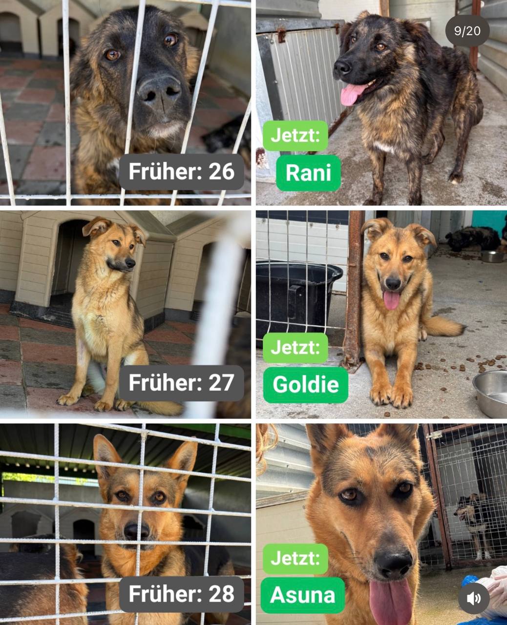 Hunde-gerettet-Toetungsstation-Rumaenien-Juni-2026-Hunderettung-Europa8