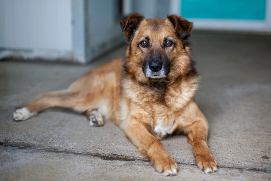 Joko schaut in die Kamera