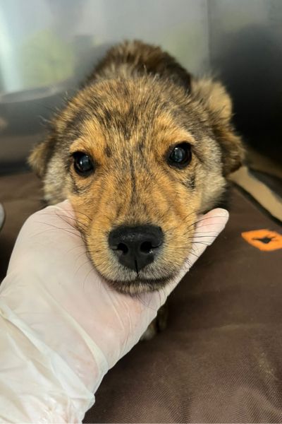 Brauner Welpe Pinocchio wird im Tierheim von einer Person gehalten und schaut in die Kamera.