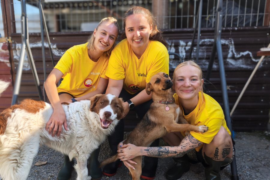 Drei weibliche Personen in gelben T-Shirts und zwei Hunde im Tierheim in Rumänien