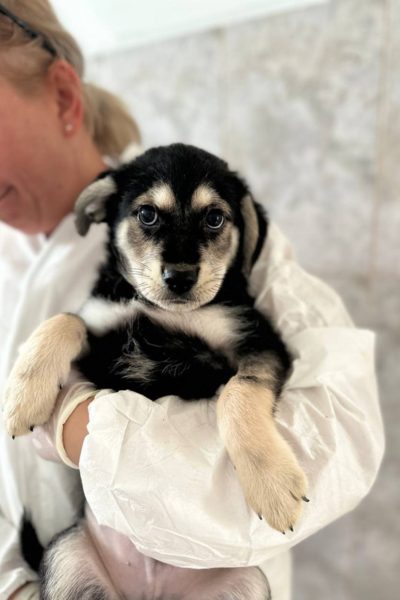 Hund mit schwarzem Fell schaut in die Kamera