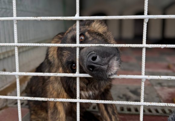 Hund in Tötungsstation steckt Kopf durch Gitterstäbe
