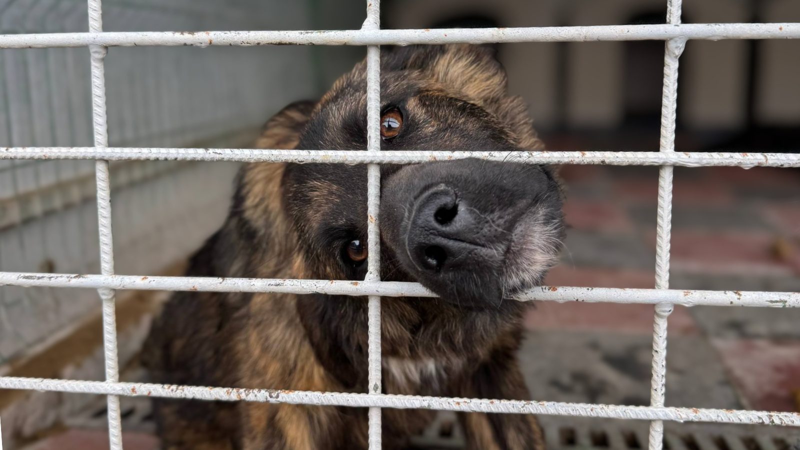 Hunde suchen eine Patenschaft, brauner Hund steckt Kopf durch Gitterstäbe in Tötungsstation