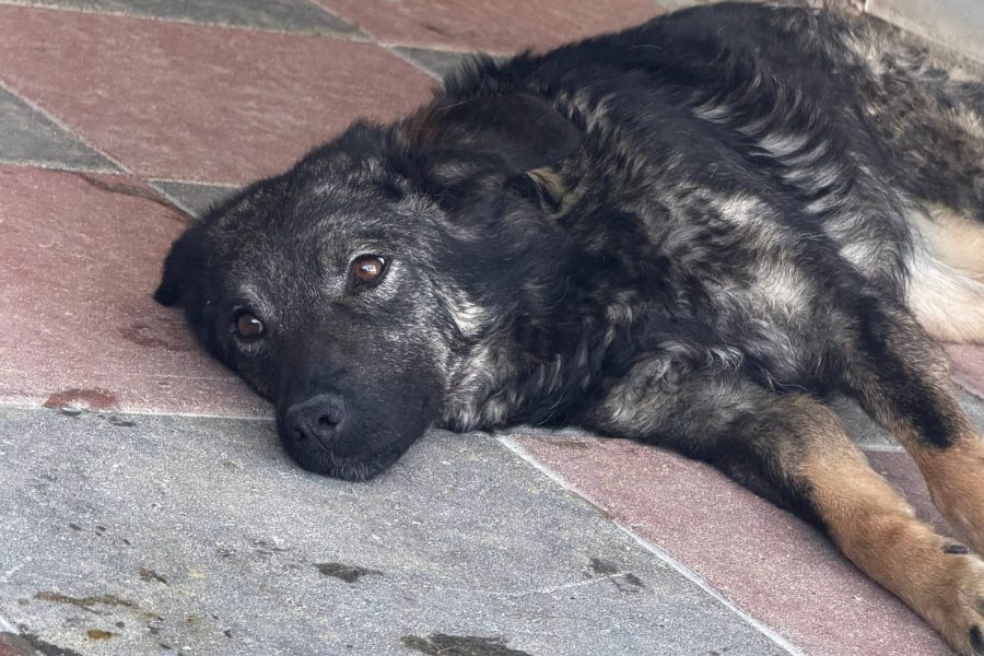 Dunkelgrauer Hund liegt auf dem Boden im Zwinger einer Tötungsstation in Rumänien