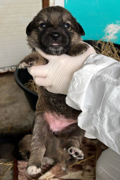 Welpenmädchen Catty wird direkt in die Kamera gehoben