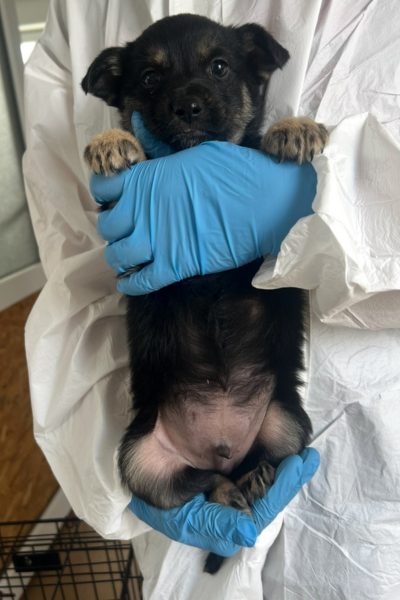 Kleiner Welpe Winnie wird direkt in die Kamera gehalten