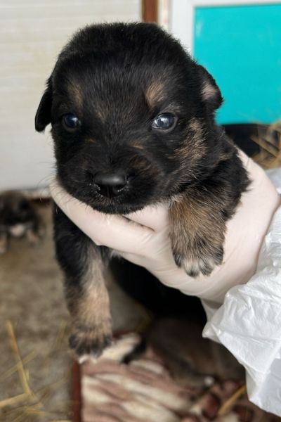 Kleines Welpenmädchen Casey wird direkt in die Kamera gehoben