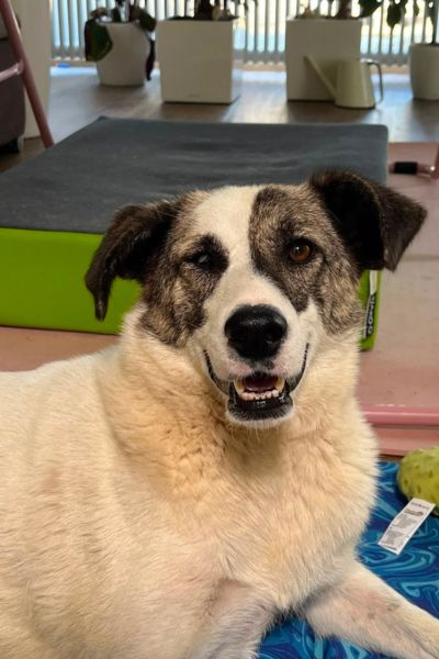 Hündin Ronja schaut mit sanftem Blick in die Kamera.