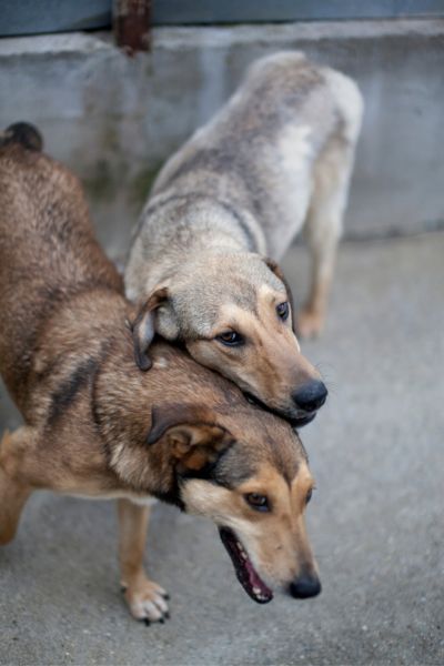 Rüde Jasmo spielt mit einem anderen Hund.