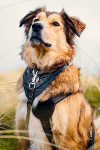 Beiger Hund mit schwarzem Geschirr sitzt mit breiter Brust da und schaut in die Kamera.