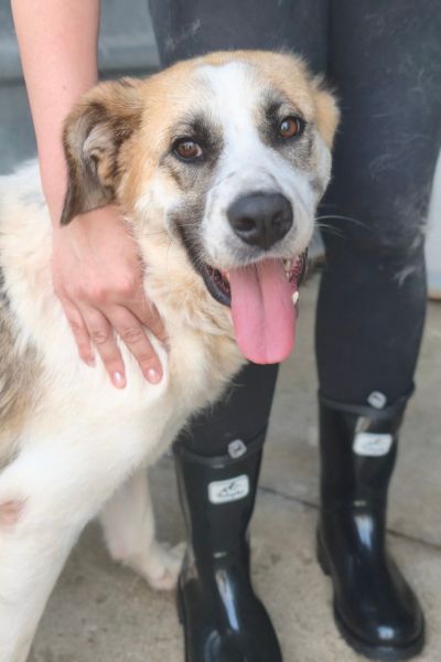 Braun-weißer Hund schaut in die Kamera