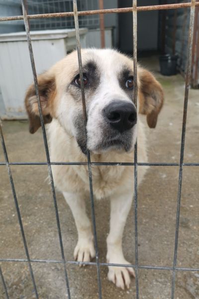 Braun-weißer Hund schaut in die Kamera