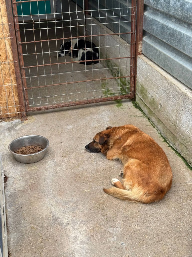 Brauner Hund liegt im Tierheimzwinger und schläft